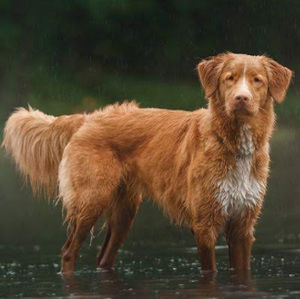 Meet your Posher, Ri